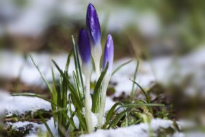 A crocus flower blooming with snow on the ground